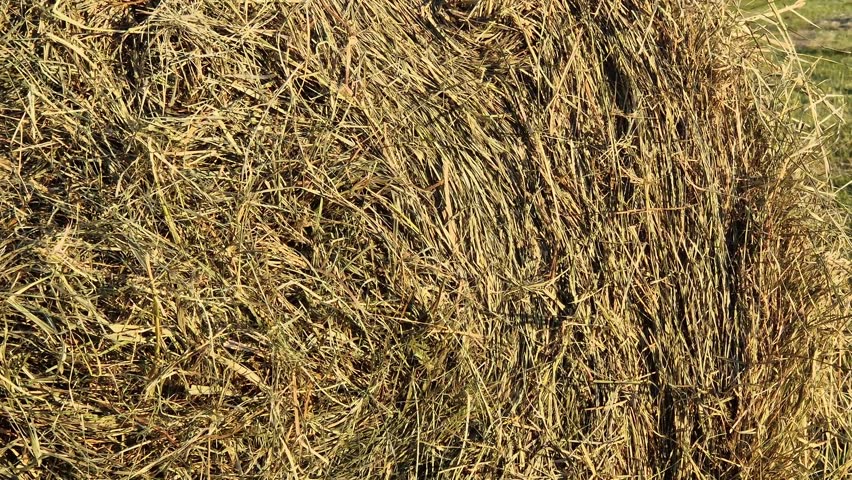 A bale of straw in the field, close-up. Straw close-up collected in round bales. The concept of agricultural production. Village. Field. The concept of farming and harvesting. Landscape countryside