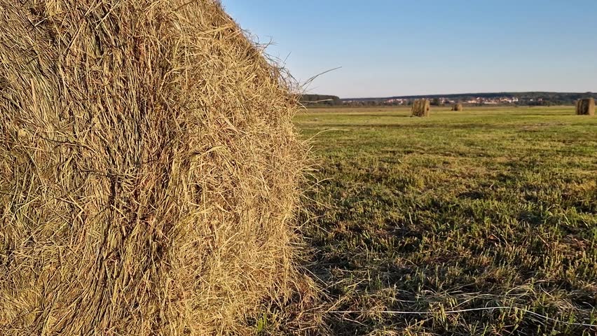 A bale of straw in the field, close-up. Straw close-up collected in round bales. The concept of agricultural production. Village. Field. The concept of farming and harvesting. Landscape countryside