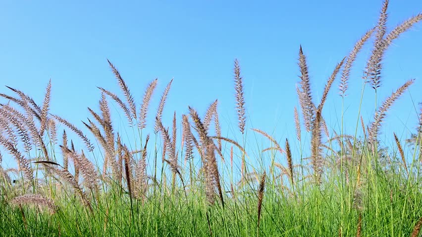 Tall grass and reeds sway gently against a clear blue sky on a sunny day