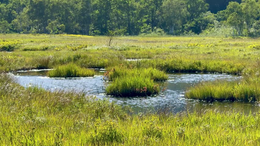 Ozegahara Marshland in Japan with Wooden Walkways, Clear Streams, and Scenic Wetlands Surrounded by Mountains in Summer, Oze National Park, Gunma and Fukushima