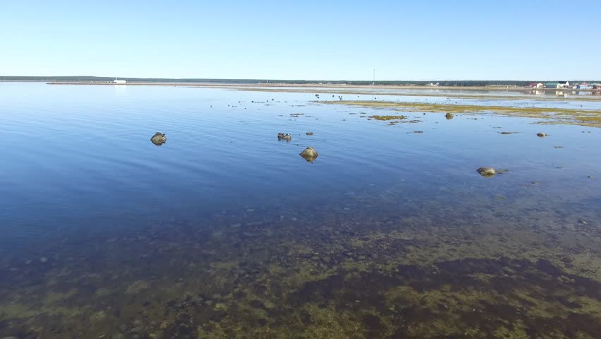 Seals Posing on a Rock in the Middle of the Water, other Swimming on Anticosti Island, Quebec, Canada