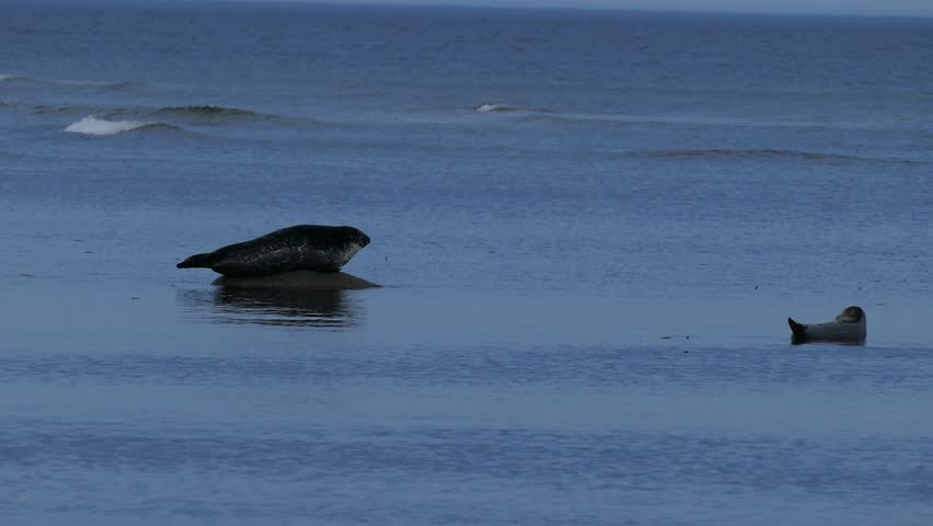 Seals Posing on a Rock in the Middle of the Water, on Anticosti Island, Quebec, Canada
