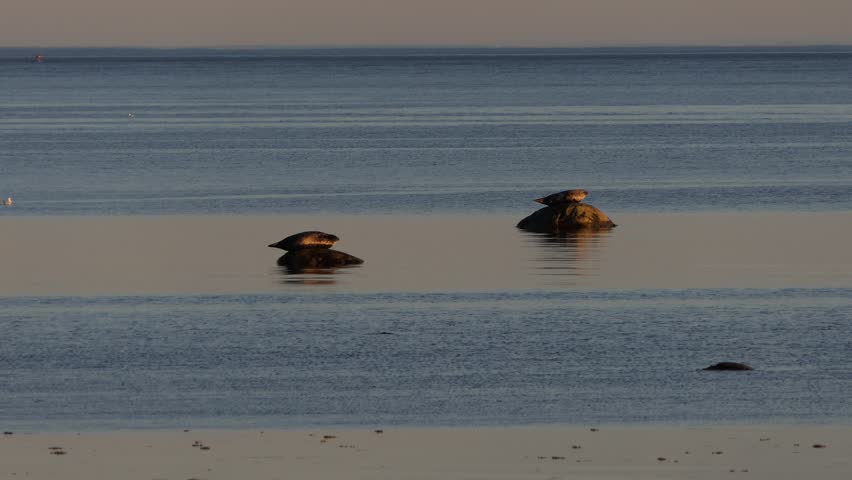 Seals Posing on a Rock in the Middle of the Water, on Anticosti Island, Quebec, Canada
