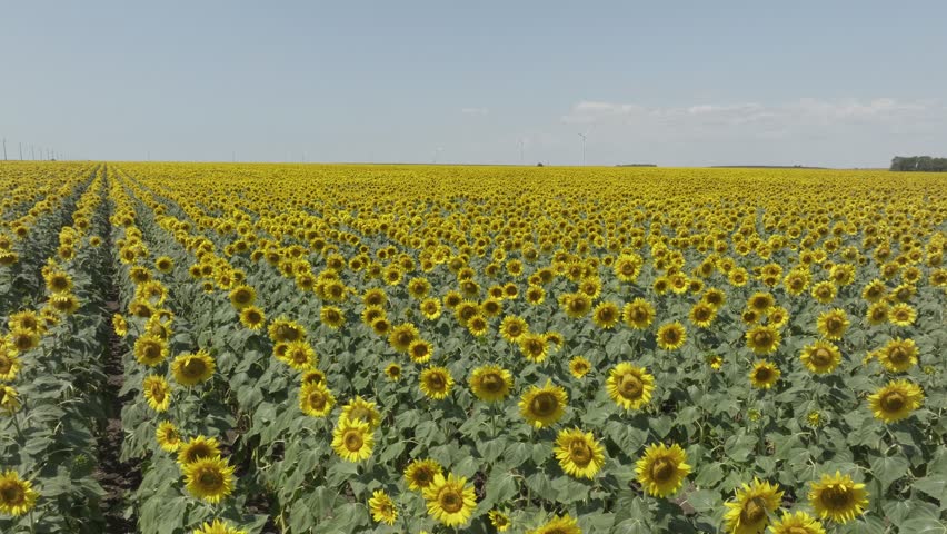 Drone is flying over a beautiful sunflower field.