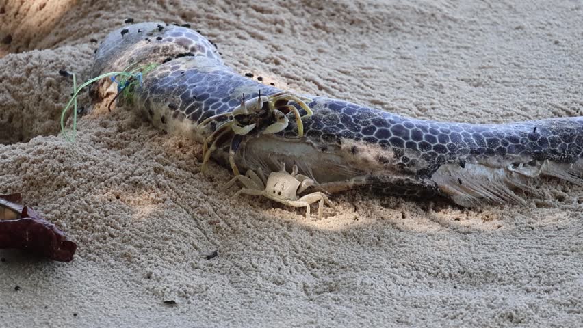 Horned ghost crabs (Ocypode ceratophthalmus) feeding on dead moray fish on shore in slow motion