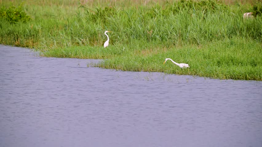 Two egret birds one in flight near the shore of a wetland pond in Dong-Shih Chiayi Taiwan The birds are foraging along the grassy water edge in the afternoon.