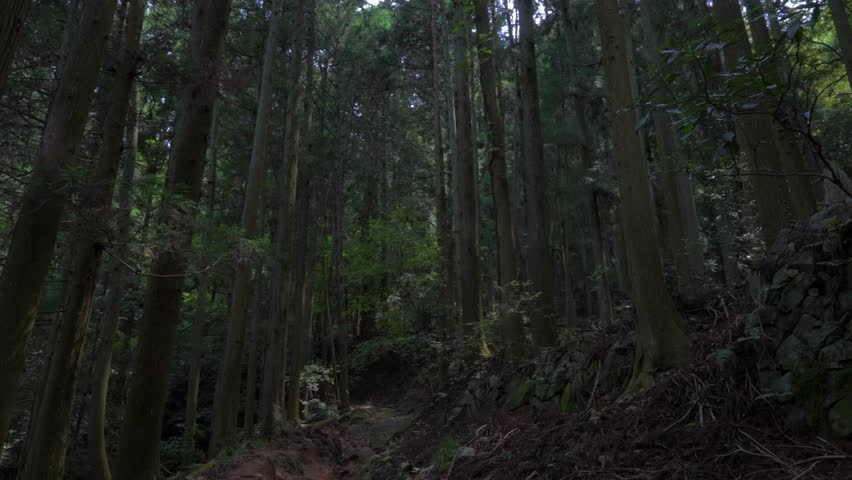 In Takatori Castle's mountain forest (one of Japan's Top 100 Castles), the rugged muddy path is surrounded by tall, dense cedars that block out the sun, feeling natural, primitive and quiet.