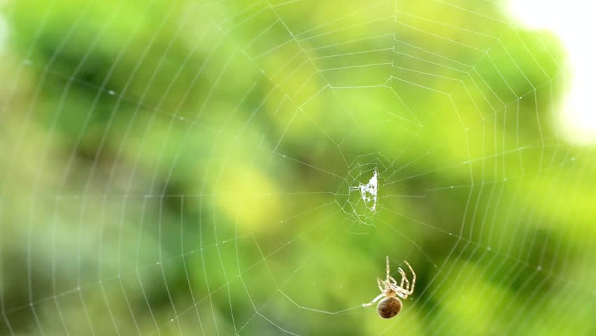 Spider hangs suspended in its intricate web against a blurred green backdrop
