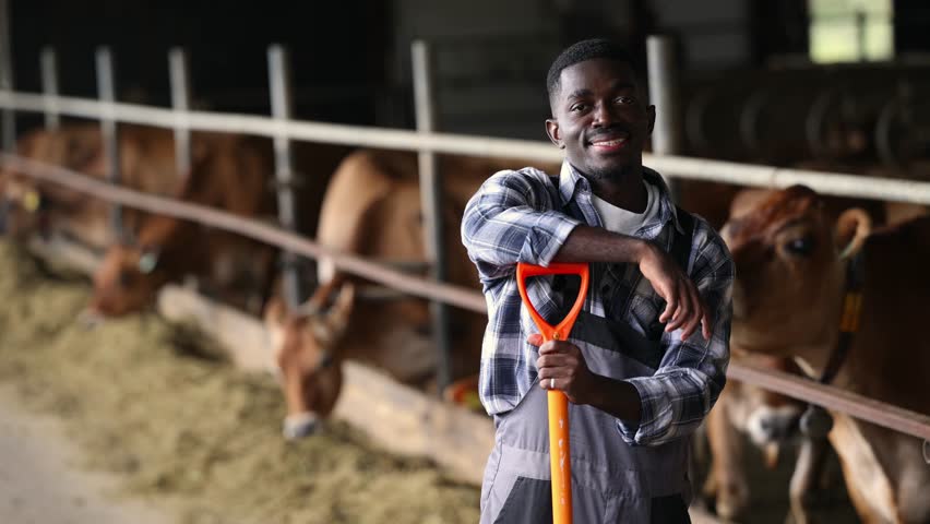 Portrait happy African Farmer man working in barn with cow. Livestock farm, sustainability and agro small business in countryside ranch.