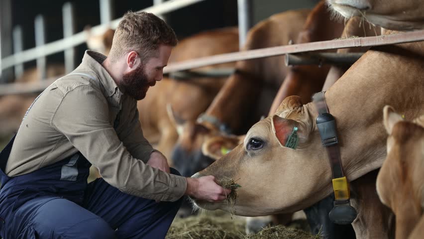 Happy young man farmer feeds and pets cow as sign of concern for animal health care. Concept agriculture cattle livestock farming industry.