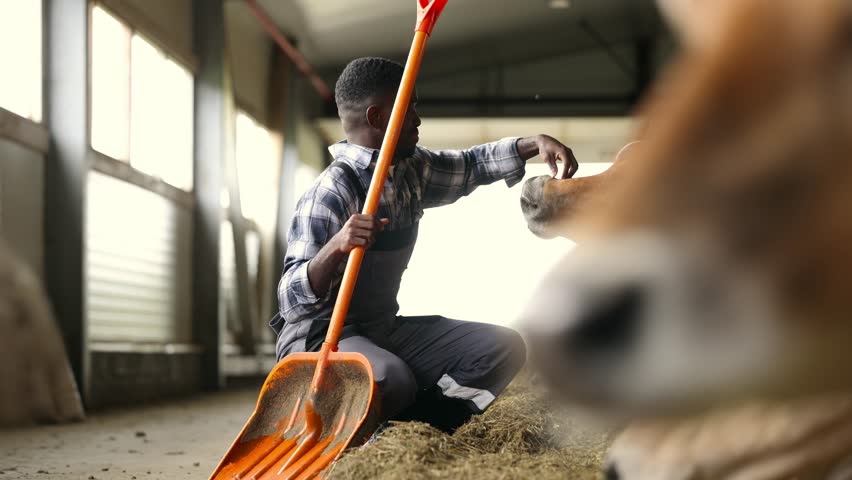 Happy young african man farmer feeds and pets cow as sign of concern for animal health care. Concept agriculture cattle livestock farming industry.
