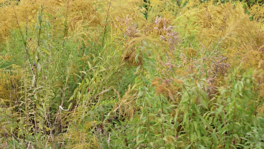 Seedheads of goldenrods in a strong wind
