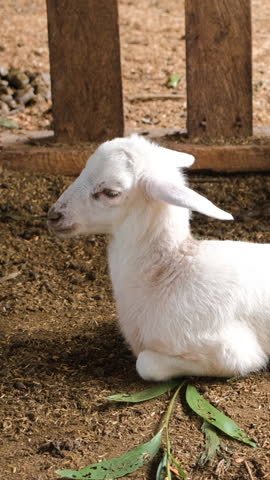 Vertical video. A baby lamb rests peacefully on barn ground among straw and wooden fences capturing the calm of farm life