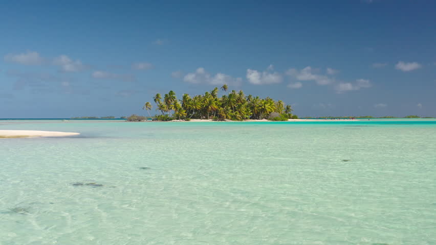 Maldives remote tropical island with lush palm trees surrounded by crystal clear turquoise sea under bright blue sky. Coral shark swimming shallow water, creating an idyllic paradise wild nature scene