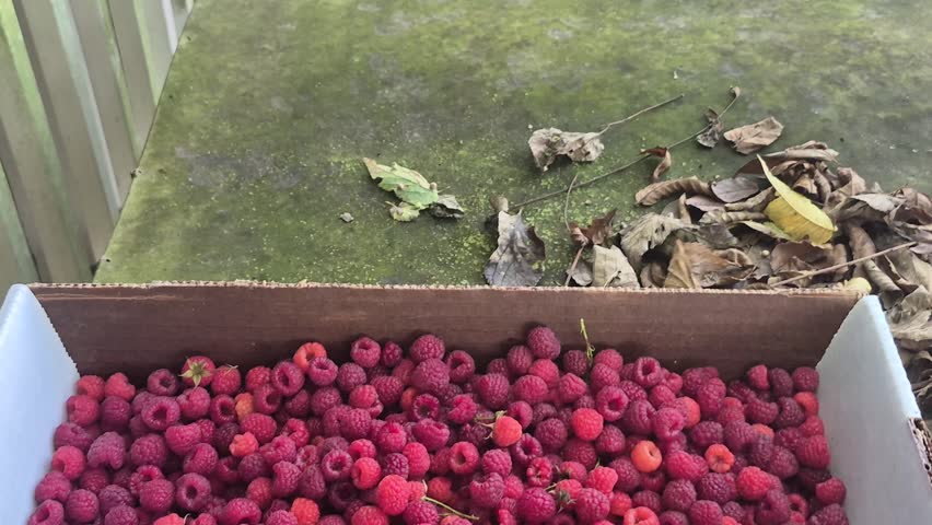 Box of Fresh Hand Picked Raspberries 