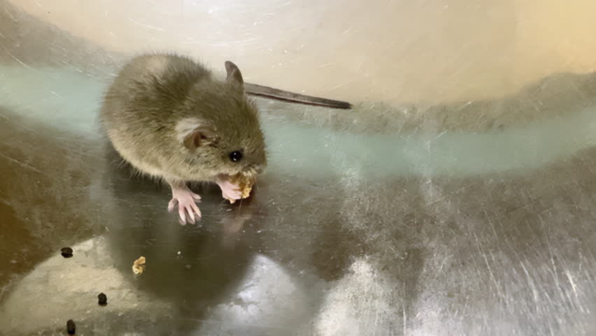 Mouse in a Kitchen Bowl. A small gray mouse eating food scraps sits in a kitchen utensil as a symbol of a dangerous pest and carrier of diseases