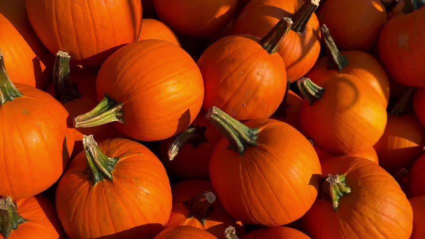 A pile of orange pumpkins for fall harvest festival, Halloween, and Thanksgiving decor. High quality 4k footage