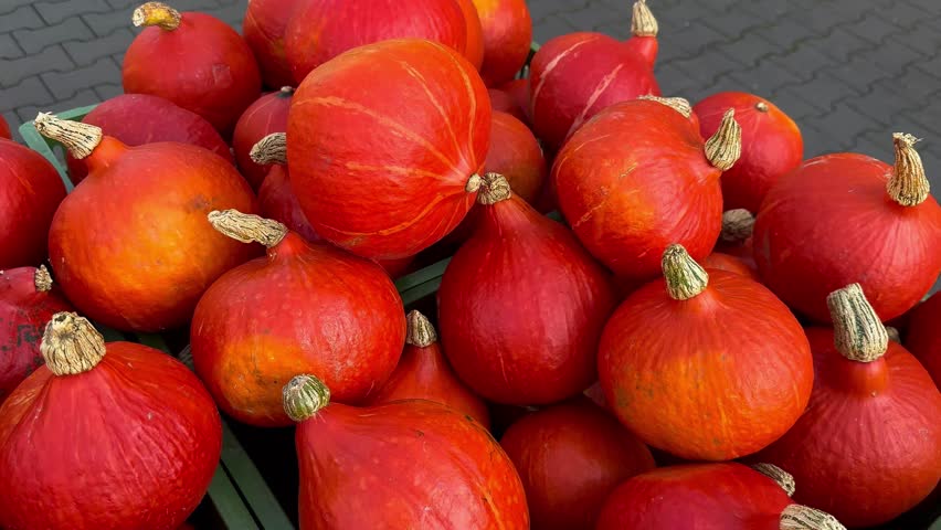 A pile of orange pumpkins for fall harvest festival, Halloween, and Thanksgiving decor. High quality 4k footage