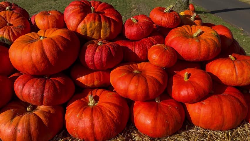 A pile of orange pumpkins for fall harvest festival, Halloween, and Thanksgiving decor. High quality 4k footage
