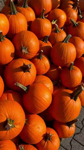 A pile of orange pumpkins for fall harvest festival, Halloween, and Thanksgiving decor. High quality 4k footage