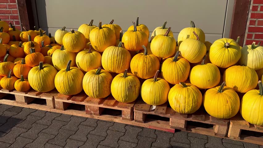 A pile of yellow pumpkins for fall harvest festival, Halloween, and Thanksgiving decor. High quality 4k footage