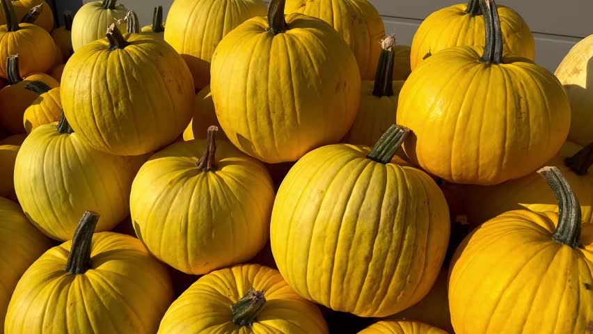 A pile of yellow pumpkins for fall harvest festival, Halloween, and Thanksgiving decor. High quality 4k footage