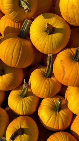 A pile of yellow pumpkins for fall harvest festival, Halloween, and Thanksgiving decor. High quality 4k footage