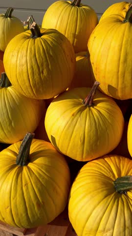 A pile of yellow pumpkins for fall harvest festival, Halloween, and Thanksgiving decor. High quality 4k footage