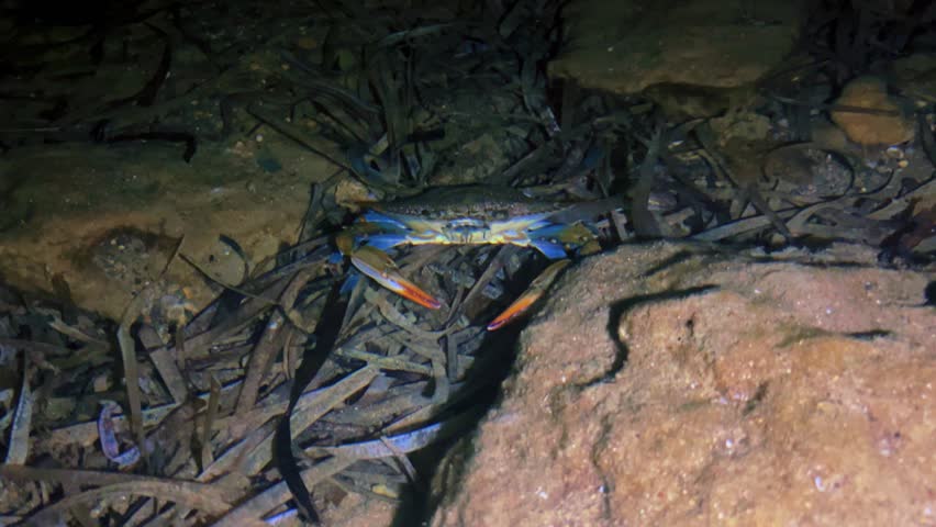 A blue crab that lives in the Mediterranean Sea. The African blue floating crab is Portunus segnis. A giant blue crab at night on a sandy beach. A crab with huge claws hunts on the seashore. 4К
