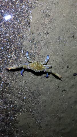 A blue crab that lives in the Mediterranean Sea. The African blue floating crab is Portunus segnis. A giant blue crab at night on a sandy beach. A crab with huge claws hunts on the seashore. 4К