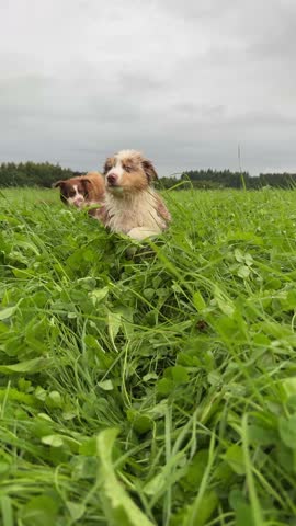 Playful and energetic dogs joyfully running and playing together in a green grassy field