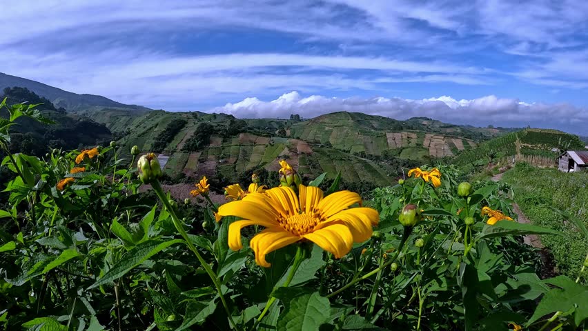 Sunflower plants growing on the edge of a plantation with a backdrop of hills