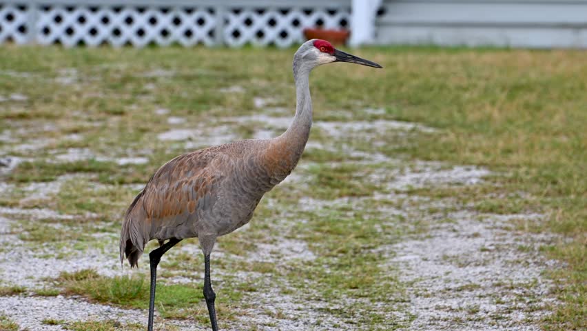 Sandhill crane standing and foraging in a grassy open field with patches of mud and natural habitat