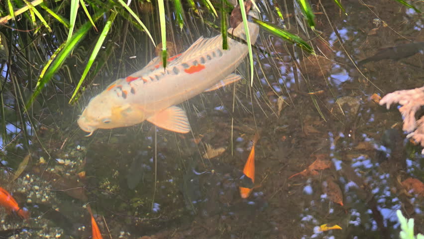 Koi fish pond water with aquatic plant, orange and white peaceful reflection, outdoor nature scene 