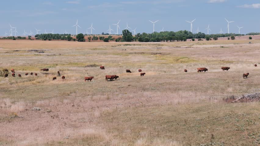 Aerial flyover of cattle grazing Kansas grasslands with a wind turbine farm on the horizon
