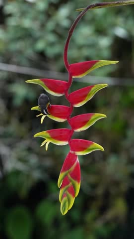 Footage of a yellow bird perched on a heliconia flower in Colombia showing tropical wildlife, colorful flora and natural behavior.