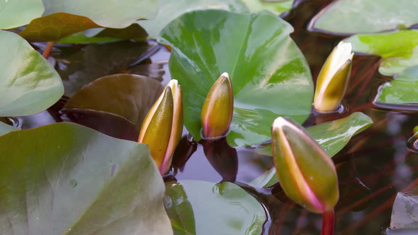 Timelapse of pink lotus water lily flowers opening in pond, waterlilies blooming