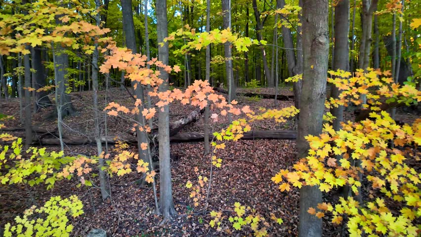 Scenic board walk in Michigan Maybury state park surrounded with fall foliage. 