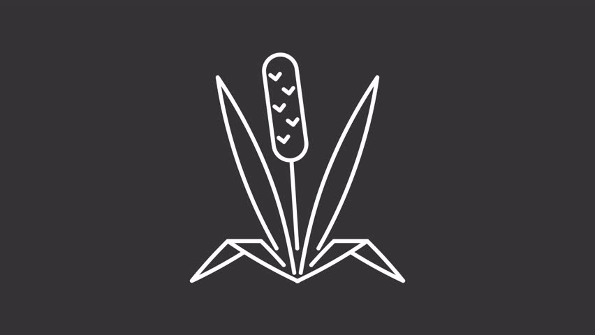 Animated timothy grass white line icon. Herbal allergen animation. Cause of allergic reaction. Garden sprout. Allergy for plant. Isolated element on dark background. Alpha transparent video