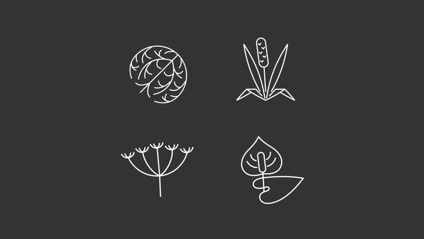 Animated plants allergens white line icons. Grass blossom causing allergic reaction animation set. Common natural triggers. Botany. Isolated elements on dark background. Alpha channel HD video