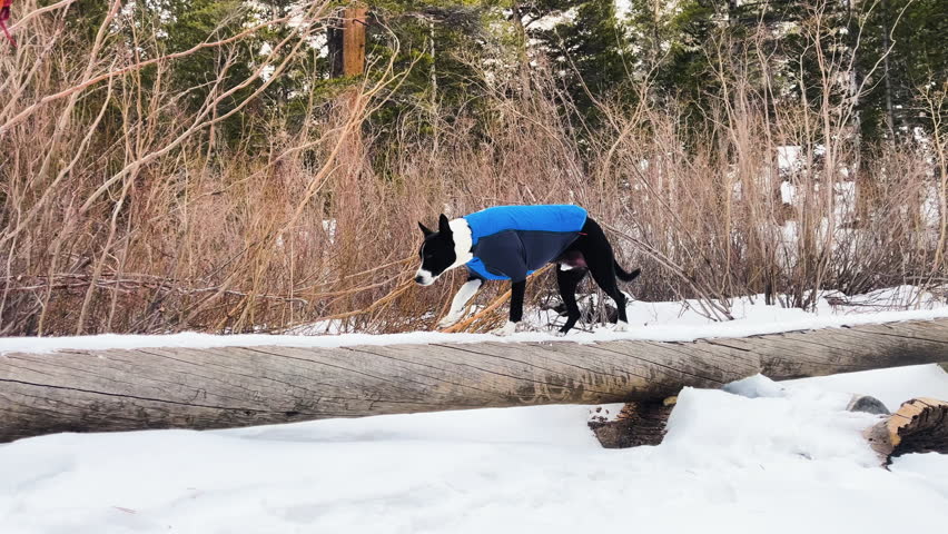 Dog in a blue jacket balancing on a log in snowy Alabama Hills, Inyo National Forest, John Muir Wilderness. Winter hiking adventure and outdoor exploration with a pet.