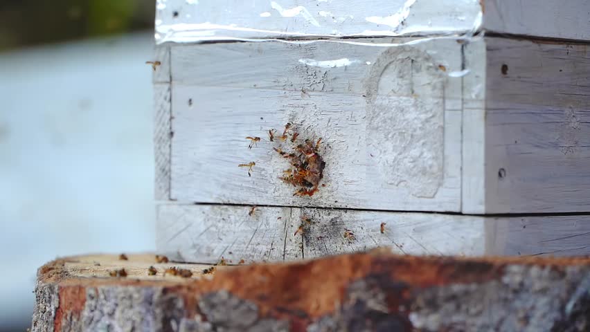Close-up of Jataí stingless bees interacting with a hive structure in Brazil’s Cerrado biome, highlighting native pollinators and the environmental pressures they face.