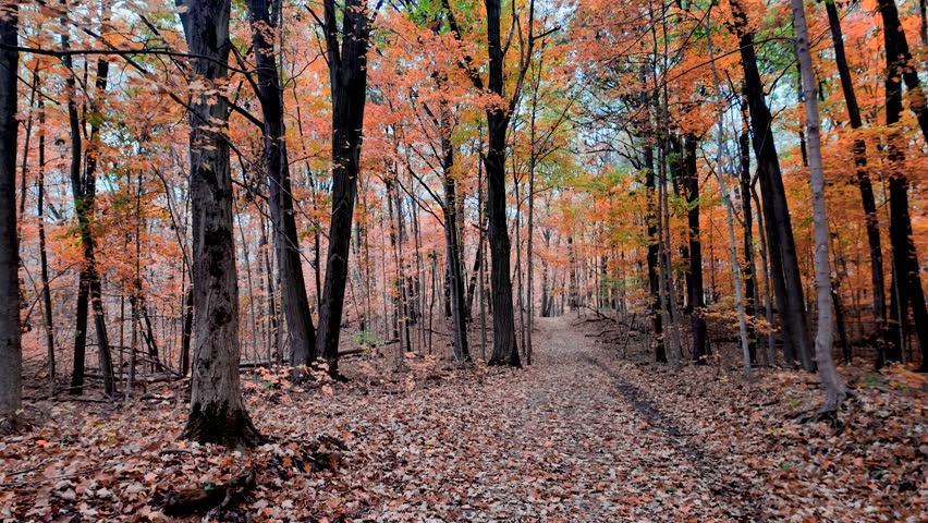 Scenic forest trail through brilliant color maple trees in Michigan countryside.