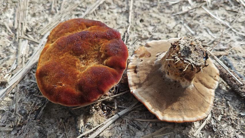 Looking on the dried and rotting beefsteak fungus on the ground. 