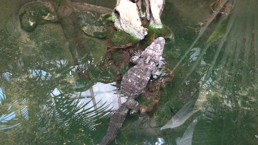West African Dwarf Crocodile Osteolaemus tetraspis in water. This species is the world