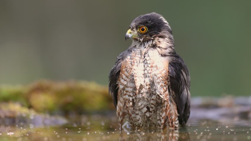 Birds of prey male Sparrowhawk Accipiter nisus, hunting time bird sitting on forrest pond bathing and drinking drinking water, Poland Europe