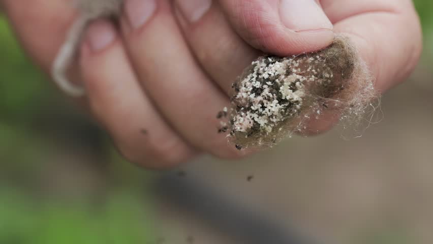 A nest of small spiders in a person