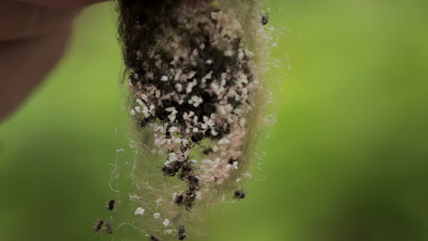 A nest of small spiders in a person