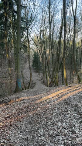 autumn in the forest with wooden path