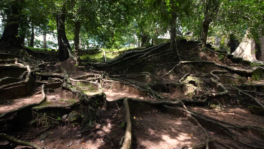Forest with tangled roots and trees in natural sunlight